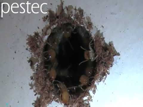 ვიდეო: ტერმიტები და თეთრი ჭიანჭველები ერთნაირია?