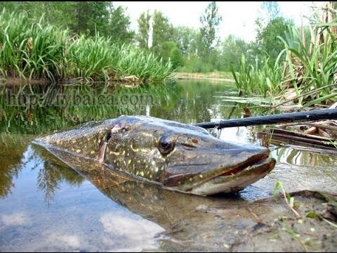 рыбалка на щуку весной на щуку на спиннинг