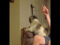 When The Dog Smacks The Couch