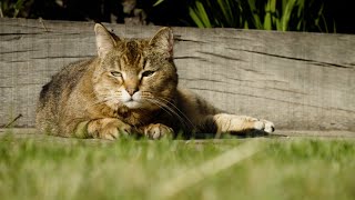 Keeping your cat cool in hot weather