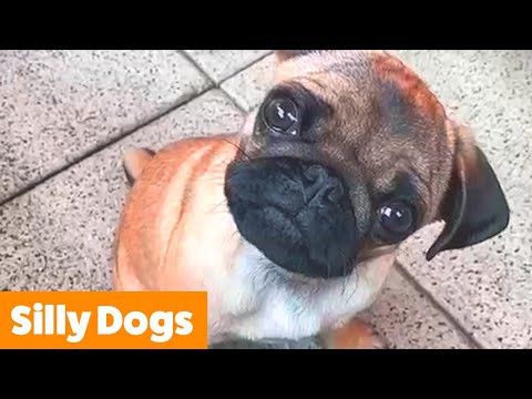 Hilarious Cute Dogs | Funny Pet Videos