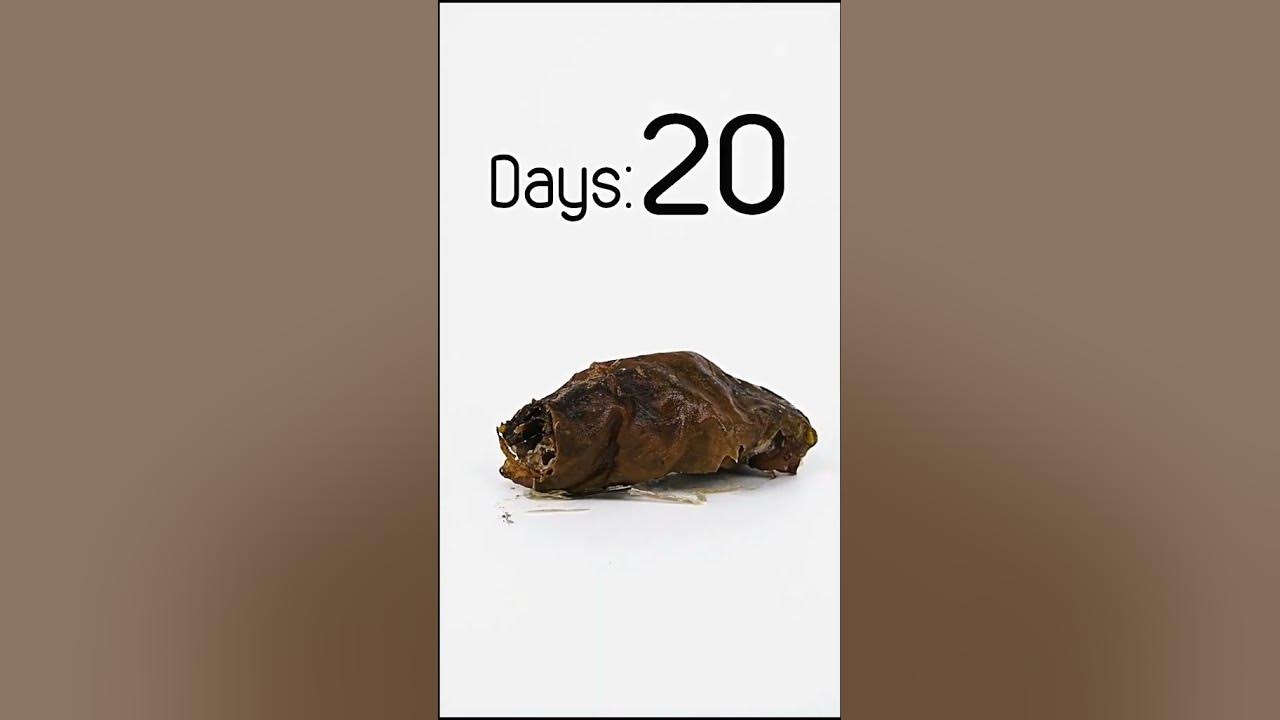 time-treats-have-you-ever-seen-a-stuffed-wine-leaf-turning-into