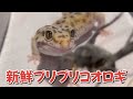 はいどあんどしーくの新鮮ブリブリコオロギをうちのヤモリにあげてみた