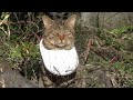 マズい姿になってしまった野良猫キジトラさん