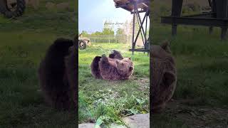brown bear #brownbear #cute #cuteanimals