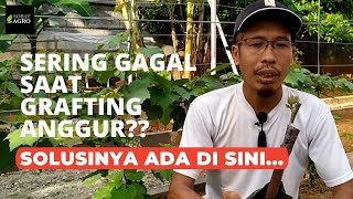 Tanya Jawab Cara Grafting Anggur (Mengatasi Berbagai Penyebab Kegagalan Grafting)