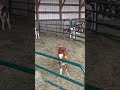 Calves 2