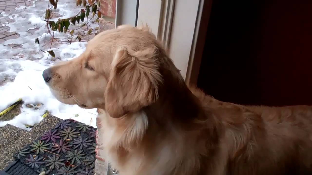 Puppy (Molson) howls at the Emergency Alert Sirens and at himself howling