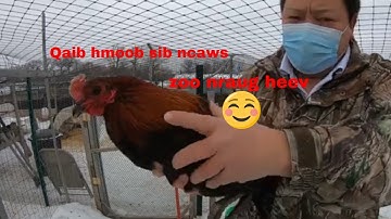 Mus pub qaib 076 qaib thiab nraj kuj nyob ok thiab mas