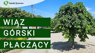 Płaczący Wiąz Górski Camperdownii | Drzewo do Ogrodu na Pniu