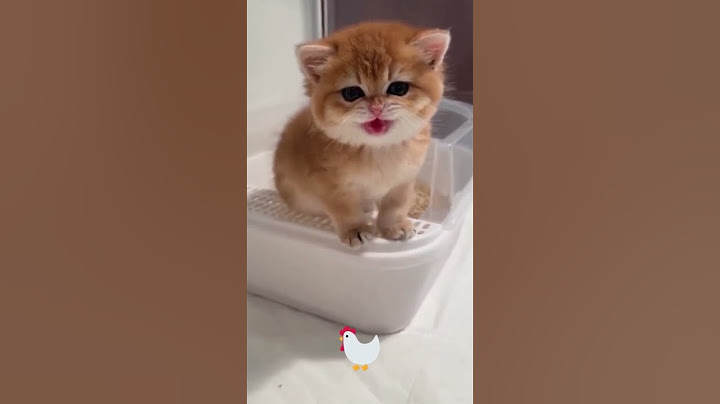 قطة | قطة تاكل بطيخ احمر|  قطة كيوت | cat | اجمل قطة | تربية القطط | تربية الحيوانات | القطة المضحكه