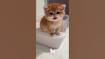 قطة قطة تاكل بطيخ احمر قطة كيوت Cat اجمل قطة تربية القطط تربية الحيوانات القطة المضحكه 