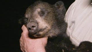 Information Black Bear Cub Dies Mysteriously | BBC Earth Guide