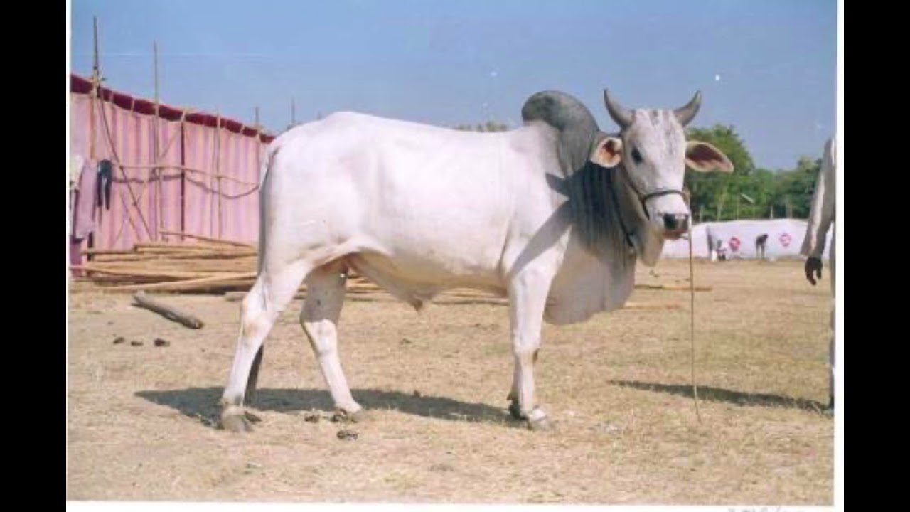 Malvi Cattle - Everything You Need To Know