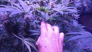 21+only..How to top a cannabis plant, topping made easy
