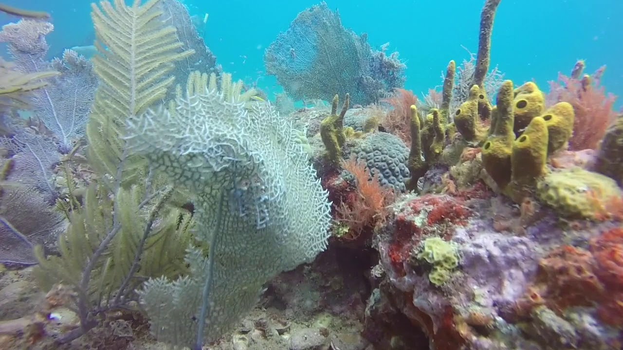 St. Kitts Spanish Anchor Reef 9172018 YouTube