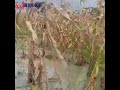 Tchad: Des hectares de champs de maïs décimés par les pluies diluviennes du mois d'août.
