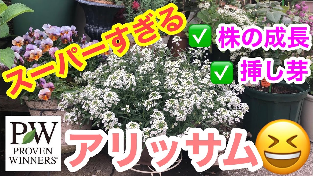【PWスーパーアリッサム】スーパーすぎるっ！1年間の成長記録で魅力に迫る / 株はどうやって満開にする？ / モリモリ増やせる「挿し芽」の成長も / これからが買い時【ガーデニング】