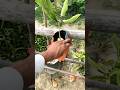 Mango protection bag mango save  mango ko kaise save rakha kre  #gardening #mango #mangotrees