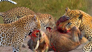 Incredible Battle! Leopard Catches Warthog And Fight To The Death - Leopard Vs Warthog