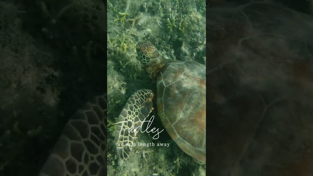 Fitzroy Island FNQ - AS Nomads 