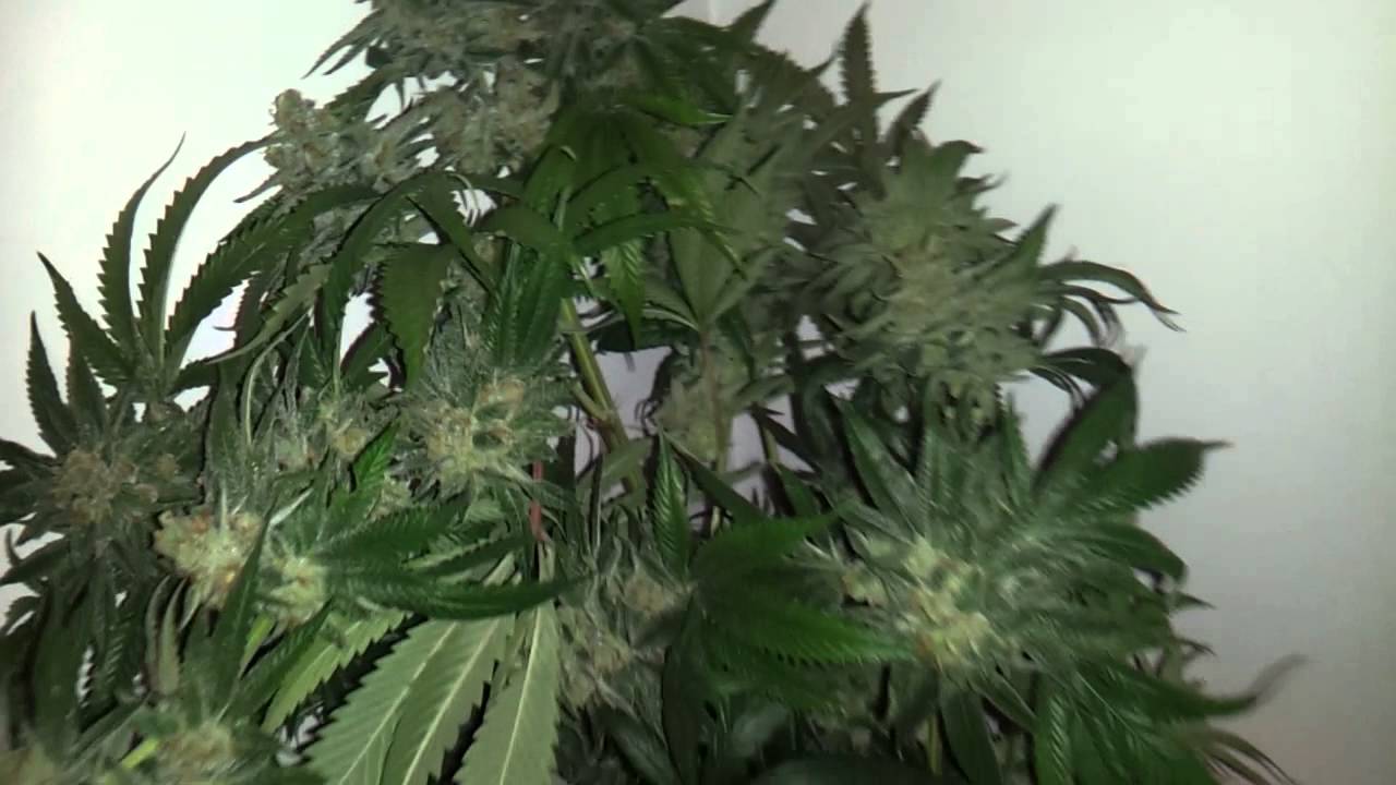 Night night time for the paris og's!