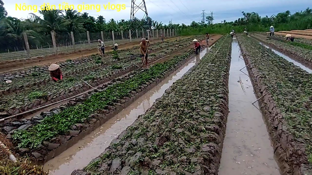 Mô Hình Nông Dân Tiền Giang Trồng Rau Húng Cây. Nôngdântiềngiangvlogs