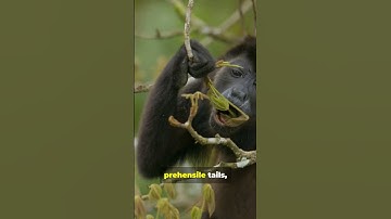 Howler Monkeys Are Louder Than You Think!