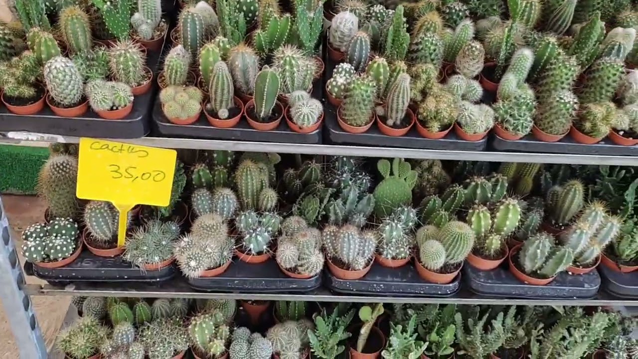 Top Dar Fleur بوقنادل طريق قنيطرة كل انواع النباتات ...روعة ....روعة