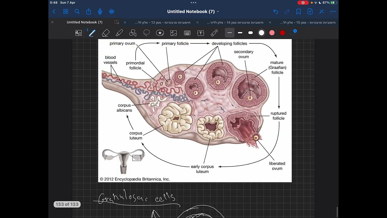 גינקולוגיה -תהליך הבשלת הזקיק בשחלה - follicle maturation in ovary