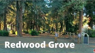 Walking to the Redwood Grove in Carbon Canyon Regional Park in Brea, CA [4K]