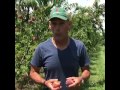 2017 peach crop  earlier than ever