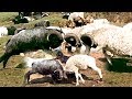 Himalayan Local Ram Rumble / Fight Battle full video || Shepherd life of Nepal