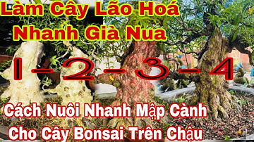 cách nuôi cây nhanh mập cốt già cành - cách tạo độ già nu cho cây bonsai