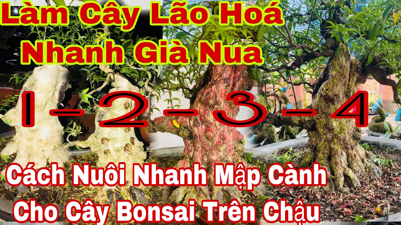 cách nuôi cây nhanh mập cốt già cành - cách tạo độ già nu cho cây bonsai