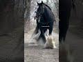 black horse 🐎 #viral #trending #reels #explorepage #fyp #viralvideo #instareels #reelitfeelit