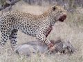 Pumba bites the dust Leopard kills Warthog; NOT for sensitive viewers)