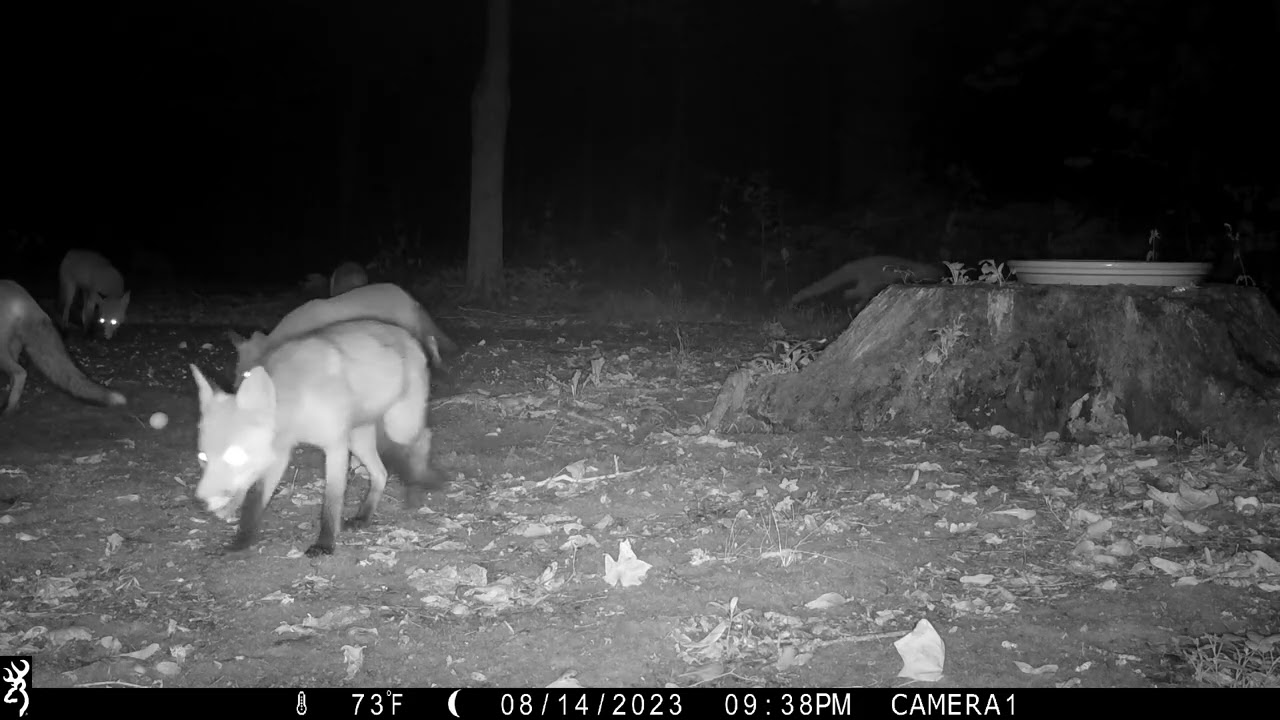 Visitors at the Old Stump III