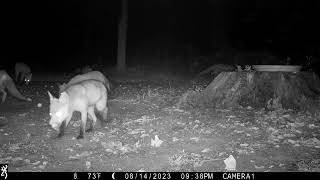 Visitors At The Old Stump Iii