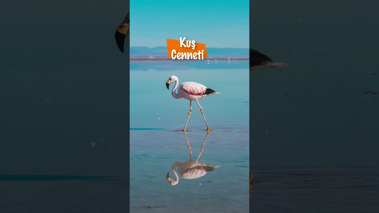 İDO ile Bandırmayı Keşfedin!