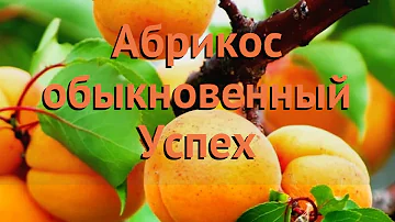 Абрикос обыкновенный Успех (uspekh uspekh) 🌿 абрикос Успех обзор: как сажать саженцы абрикоса Успех