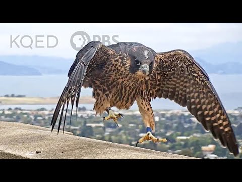 Watch These Peregrine Falcons Become Fierce Parents | Deep Look