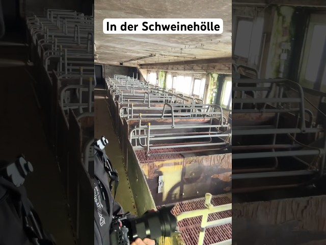 Schlimmste Massentierhaltung- Schweinehochhaus #shorts #tierschutz #lostplace