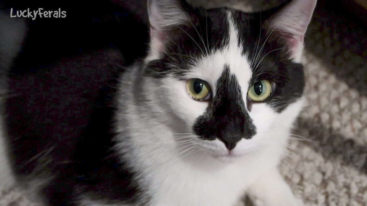 funny cats sleeping in weird positions compilation 2014 funnyplox Feral Cat Under A Chair - Splash Loves Hanging Out Under This Chair