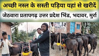 Buy good breed of heifers, calves, and heifers from here, Jetwara Pratapgarh || Murrah Bhind's he... screenshot 4