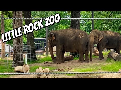 My Trip to the Little Rock Zoo 🦓 🦁 🐻🦩