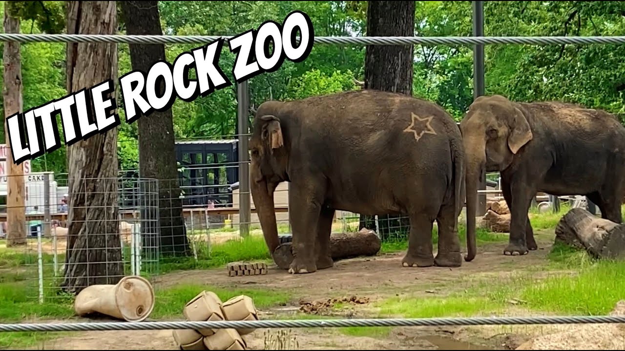 My Trip to the Little Rock Zoo 🦓 🦁 🐻🦩
