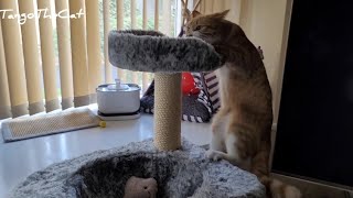 Silly Tango Activated