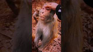 Watch This Monkeys Shocked Reaction When Millipede Crawls Near Him  Hilarious shorts millipede
