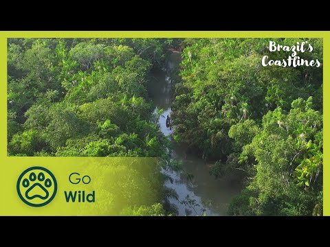 The Amazon | Brazil's Coastlines 1/5 | Go Wild